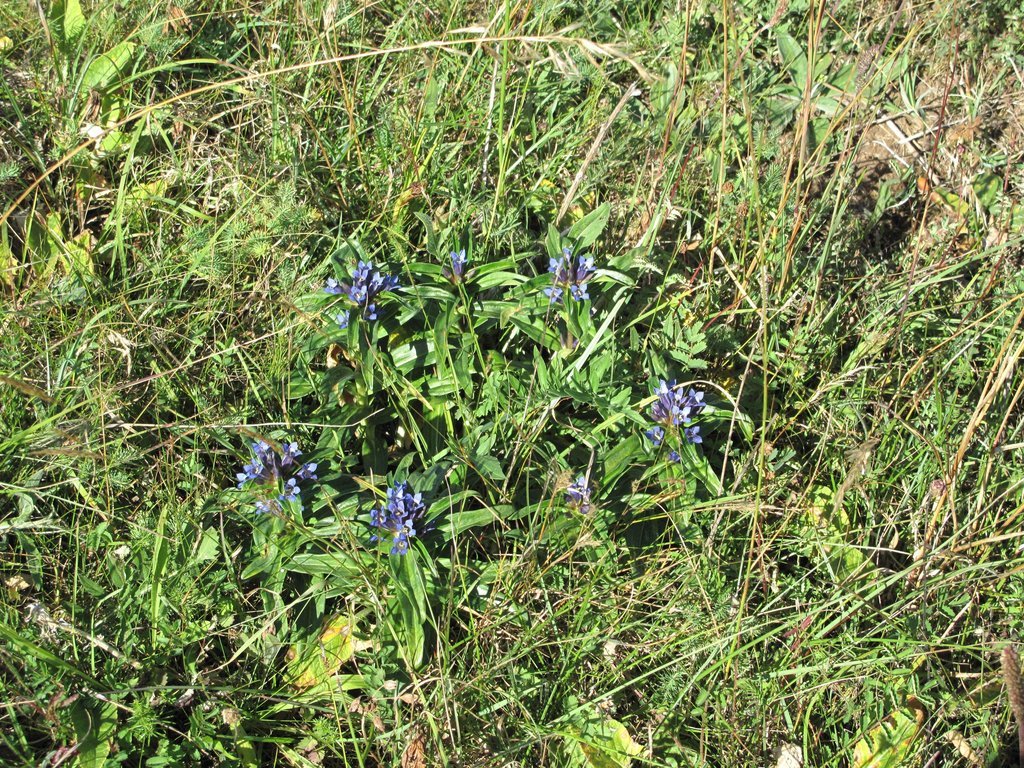 Gentiana cruciata